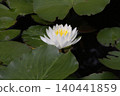 White water lily 140441859