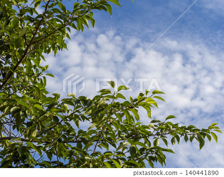 Blue sky and cherry blossoms young leaves Blue sky and cherry blossoms young leaves 140441890