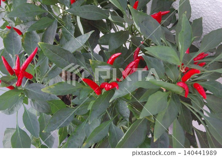 在陽台花園裡生長的紅辣椒 在陽台花園裡生長的紅辣椒 140441989