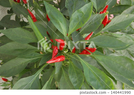 Red chili peppers growing in a balcony garden Red chili peppers growing in a balcony garden 140441990
