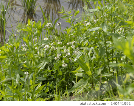 White clover flowers blooming in a rice paddy White clover flowers blooming in a rice paddy 140441991