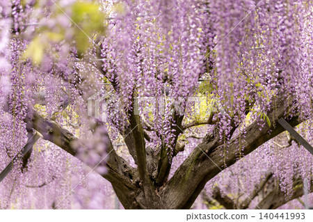 一棵粗壯的樹幹被盛開的紫藤纏繞著。 140441993