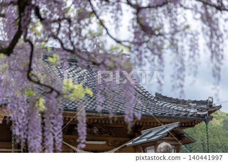 Temple roofs seen through wisteria blossoms Temple roofs seen through wisteria blossoms 140441997