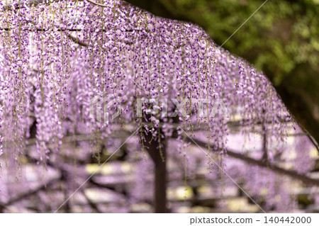 紫藤架上垂掛著紫色的花簇 紫藤架上垂掛著紫色的花簇 140442000