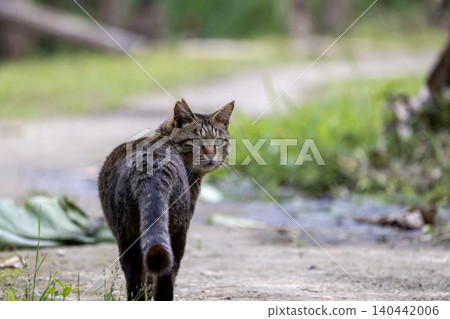 A tabby cat looking back on a path 140442006