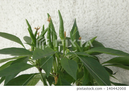 陽台上花盆裡種著辣椒 140442008