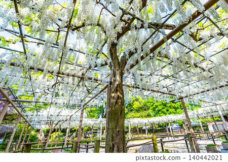White wisteria in full bloom at Mandara-ji Park White wisteria in full bloom at Mandara-ji Park 140442021