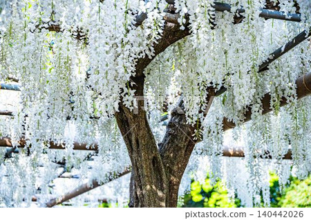 White wisteria in full bloom at Mandara-ji Park White wisteria in full bloom at Mandara-ji Park 140442026