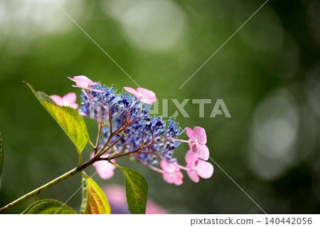 Beautiful hydrangeas blooming in the park Beautiful hydrangeas blooming in the park 140442056