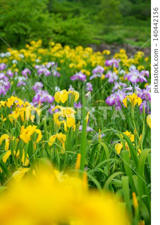 日本鳶尾花，開出鮮豔的黃色和紫色花朵 [奈良縣] 140442156