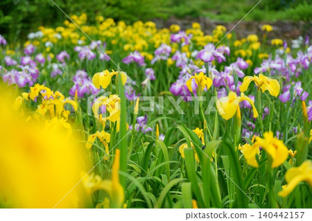 Japanese irises, which bloom with vibrant yellow and purple flowers [Nara Prefecture] 140442157