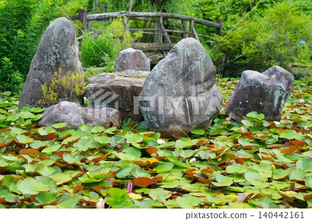 A pond, rocks, and bridge completely covered in water lilies [Nara Prefecture] 140442161