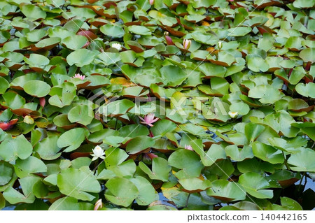 A pond completely covered with water lilies [Nara Prefecture] 140442165