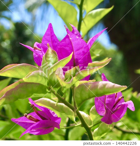 The language of bougainvillea flowers is "I can only see you." The language of bougainvillea flowers is "I can only see you." 140442226