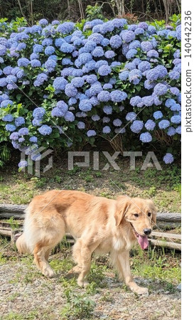 一隻金毛犬走在繡球花前;這是初夏漫步的場景。 一隻金毛犬走在繡球花前;這是初夏漫步的場景。 140442236
