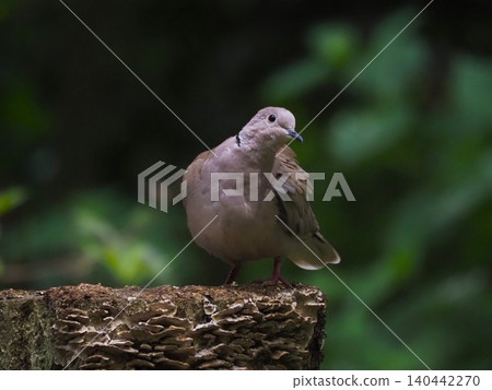 The prefectural bird of Saitama Prefecture is the Oriental Turtle Dove. The prefectural bird of Saitama Prefecture is the Oriental Turtle Dove. 140442270