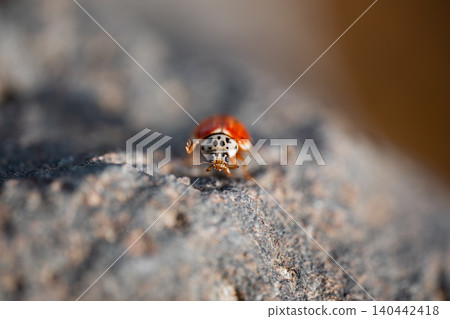 A beetle moves slowly across a rocky surface near water during the day A beetle moves slowly across a rocky surface near water during the day 140442418