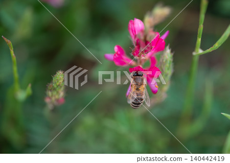 Bee gathers pollen from bright pink flower in a garden setting 140442419