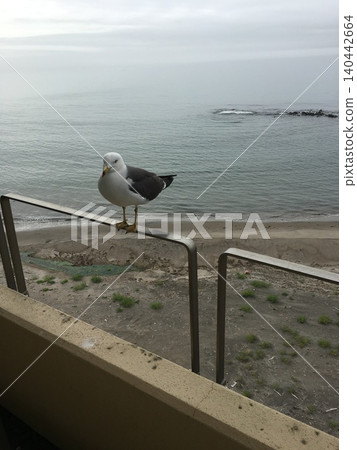 天空、大海,還有一隻棲息在欄桿上的海鷗。 天空、大海,還有一隻棲息在欄桿上的海鷗。 140442664