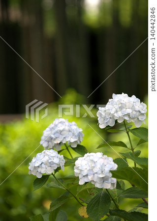 初夏盛開的白色繡球花 初夏盛開的白色繡球花 140442846
