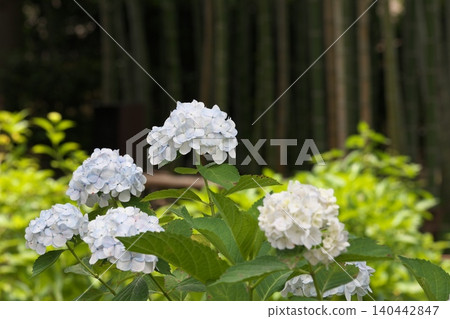 White hydrangea flowers that bloom in early summer White hydrangea flowers that bloom in early summer 140442847