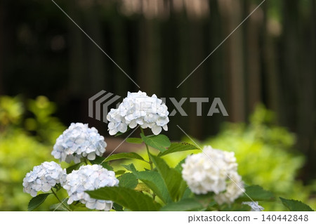 White hydrangea flowers that bloom in early summer White hydrangea flowers that bloom in early summer 140442848