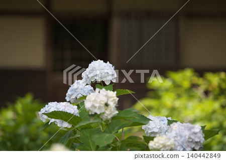 初夏盛開的白色繡球花 初夏盛開的白色繡球花 140442849