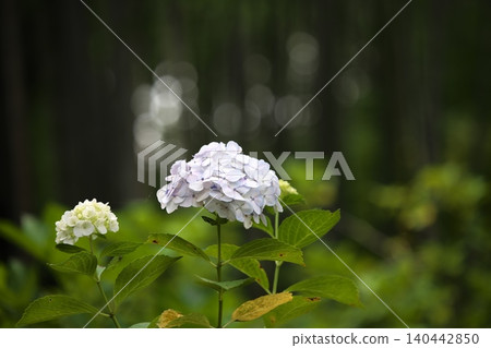 White hydrangea flowers that bloom in early summer 140442850