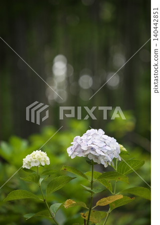 White hydrangea flowers that bloom in early summer White hydrangea flowers that bloom in early summer 140442851