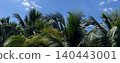 Lush green coconut palm trees fronds against vibrant blue sky with clouds for tropical summer background banner 140443001