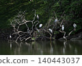 A grey heron resting / Migratory bird 140443037