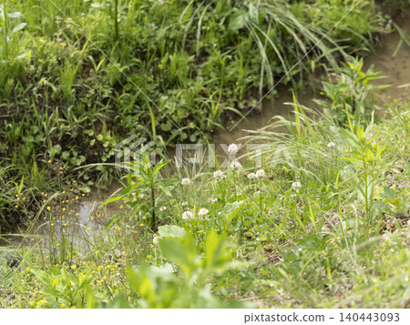 水道蜿蜒流過梯田和白三葉草花叢。 水道蜿蜒流過梯田和白三葉草花叢。 140443093