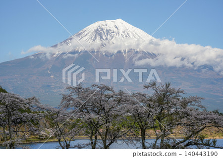 Cherry blossoms and Mount Fuji on the shores of Lake Tanuki 140443190
