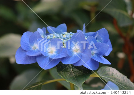 Mountain hydrangeas at Rikugien Garden 140443234