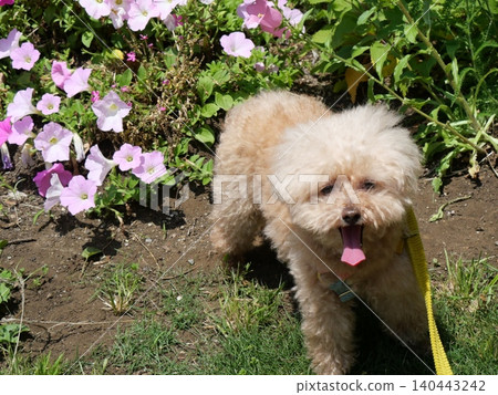 一隻坐著的玩具貴賓犬和鮮花 一隻坐著的玩具貴賓犬和鮮花 140443242