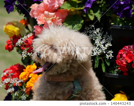 A sitting toy poodle and flowers A sitting toy poodle and flowers 140443243
