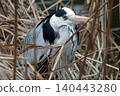 A grey heron guards its nest, glaring intently. 140443280