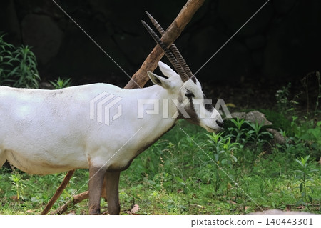 Arabian Orix Arabian Orix 140443301