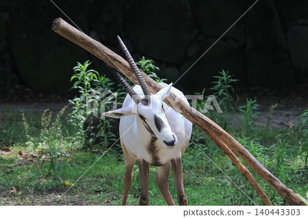 Arabian Orix Arabian Orix 140443303