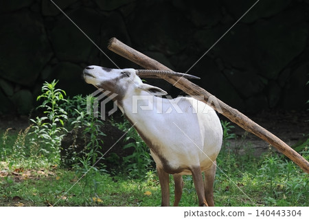 Arabian Orix Arabian Orix 140443304