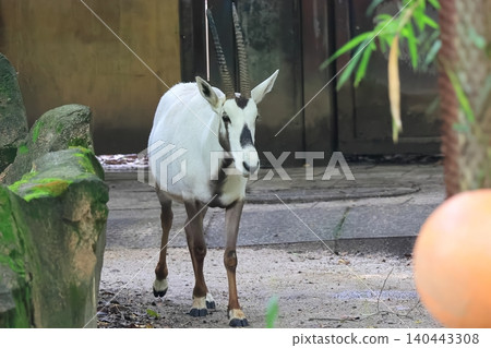 Arabian Orix Arabian Orix 140443308