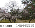 Beautiful white plum blossoms in full bloom in the Kenrokuen Garden, a winter spectacle (Kanazawa City, Ishikawa Prefecture) 140443315