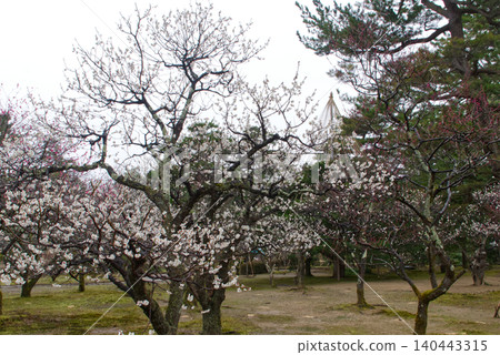 Beautiful white plum blossoms in full bloom in the Kenrokuen Garden, a winter spectacle (Kanazawa City, Ishikawa Prefecture) Beautiful white plum blossoms in full bloom in the Kenrokuen Garden, a winter spectacle (Kanazawa City, Ishikawa Prefecture) 140443315