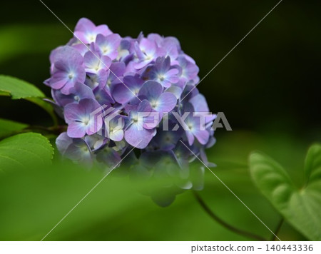 可愛的紫色繡球花 可愛的紫色繡球花 140443336