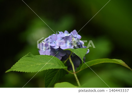 Cute hydrangea flower Cute hydrangea flower 140443337