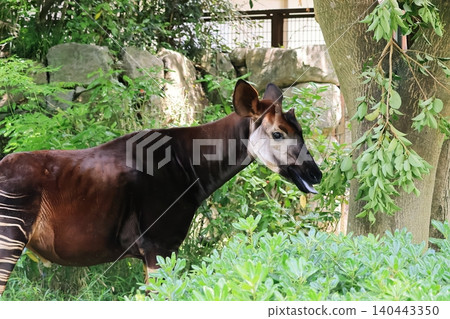 Okapi Okapi 140443350