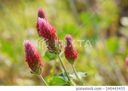 Red clover Red clover 140443435