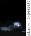 Water lilies floating against a black background 140443489