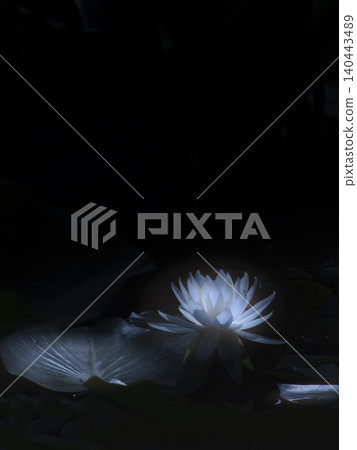 Water lilies floating against a black background Water lilies floating against a black background 140443489