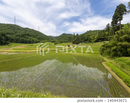 A landscape of terraced rice fields with the sacred tree of the shrine towering above. A landscape of terraced rice fields with the sacred tree of the shrine towering above. 140443671